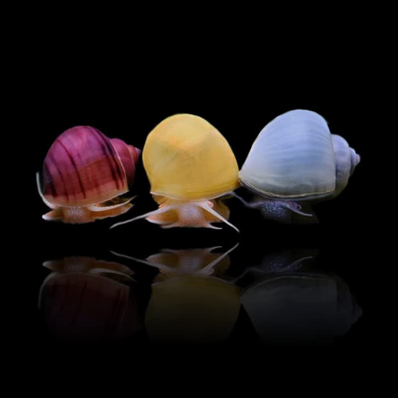Mystery Snails (3 Pack) Assorted + Food Sample | Live Arrival Guarantee Freshwater Live Aquarium Snails (Assorted (Held at Post Office for Pickup))