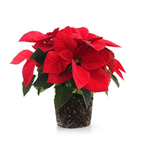 Plants by Post Poinsettia, 6", Red