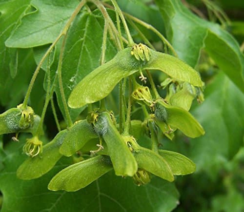 Acer campestre (Field Maple) 15cm pot size