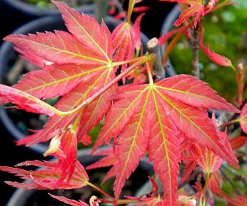 Akaji Nishika Japanese Maple 2 - Year Tree