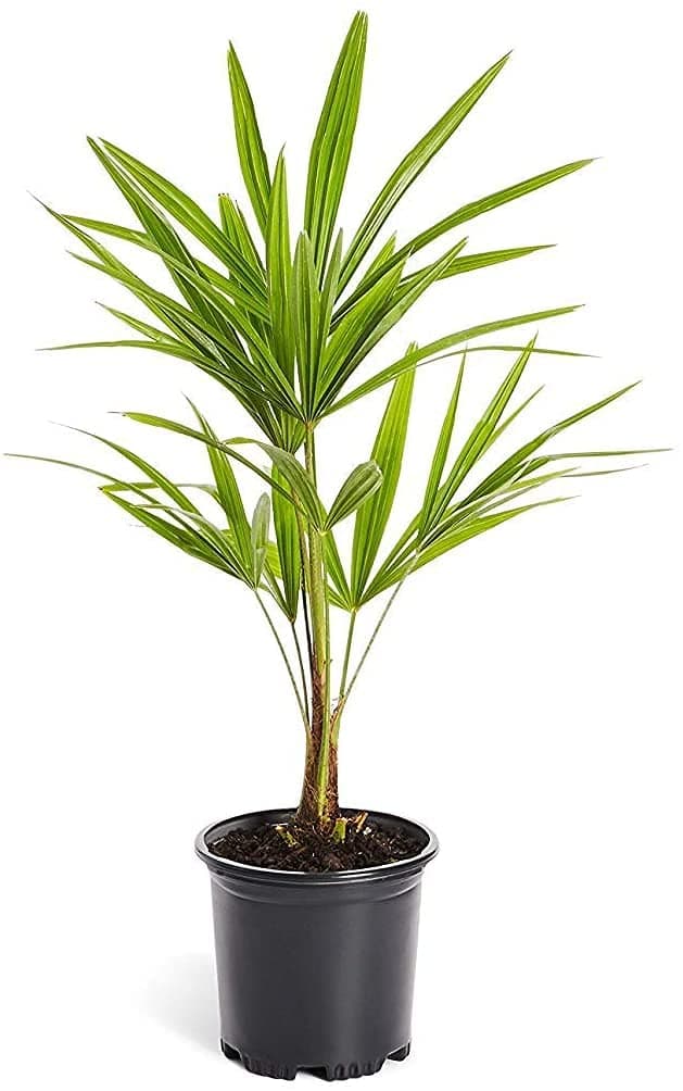 AMMY NURSERY Windmill Palm Tree, Trachycarpus Fortunei