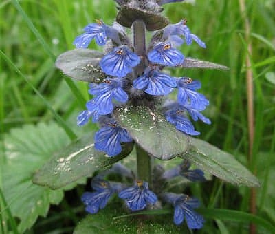AJUGA BUGLEWEED Ajuga Reptans - 100 Bulk Seeds