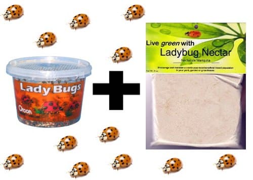 1500 Live Ladybugs & 8oz Ladybug Nectar Combo