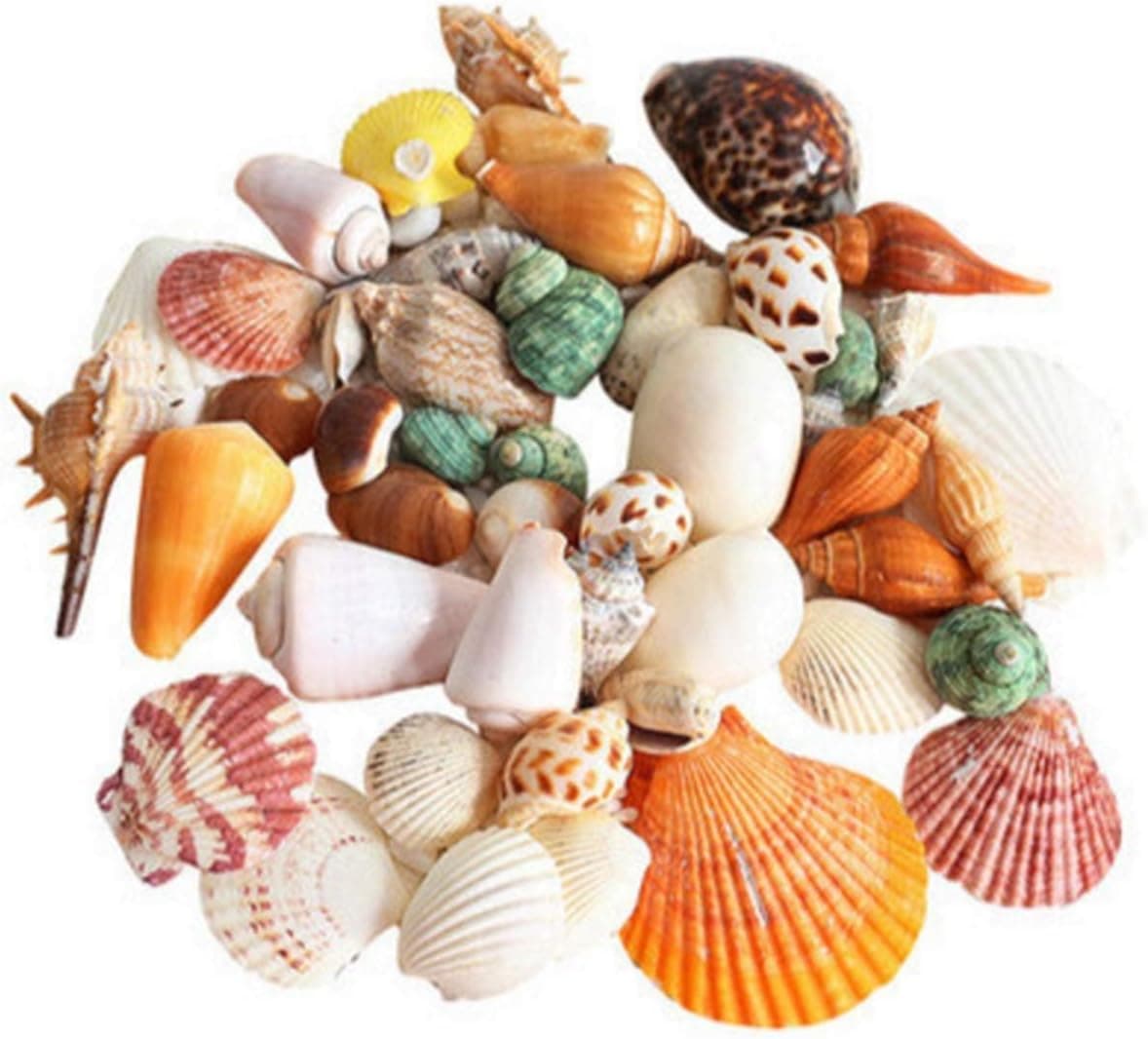 Mumoo Bear Mixed Sea Shells, 200g Beach Seashells Starfish, Various Sizes Ocean Seashells for Fish Tank Vase Fillers, Beach Theme Party Wedding Decor, Candle Making, DIY Crafts, Home Decorations