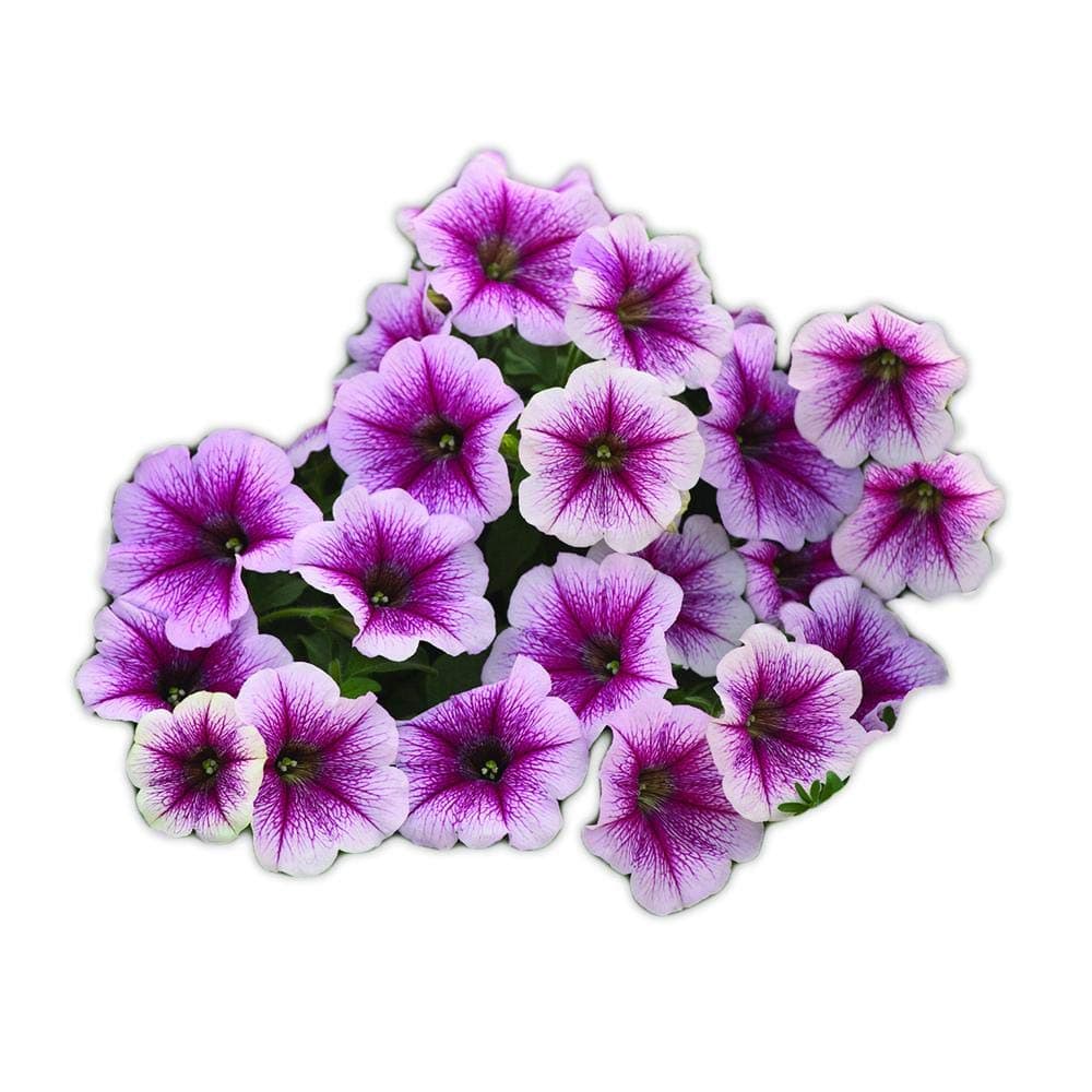 Park Seed Opera Supreme Raspberry Ice Petunia Seeds – Self-Cleaning 2-Inch Pale Pink and Purple Blooms, Trailing 2–3 Ft. for Baskets, Containers, or Groundcover, Easy Care Annual – Pack of 10