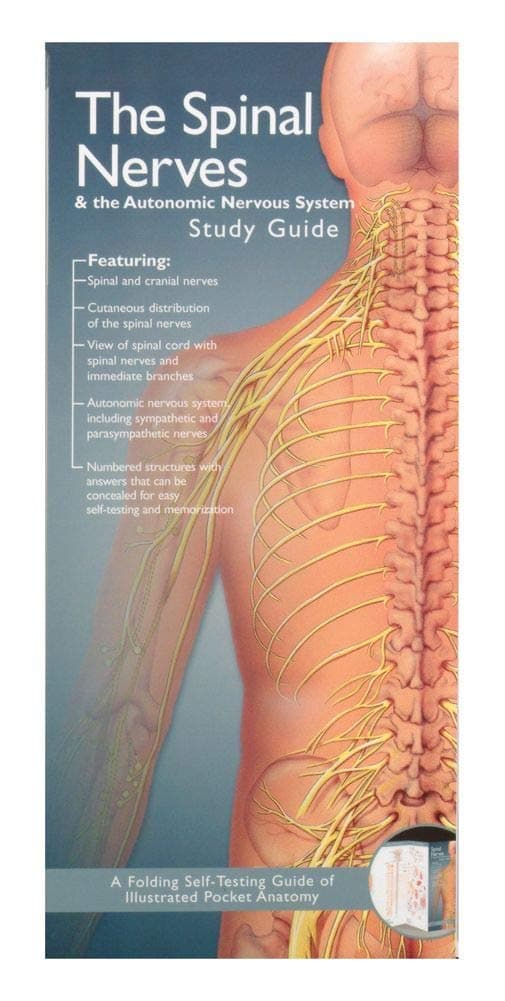 The Spinal Nerves & The Autonomic Nervous System