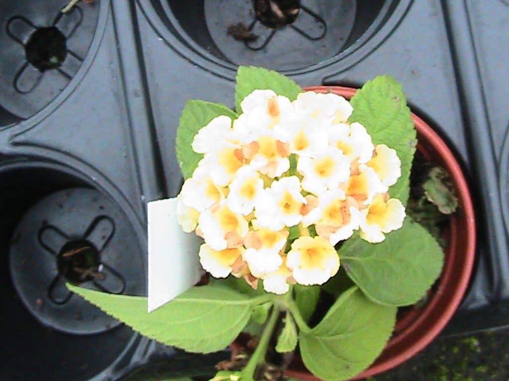 5 LANTANA PLUG PLANTS (EVITA LEMON)