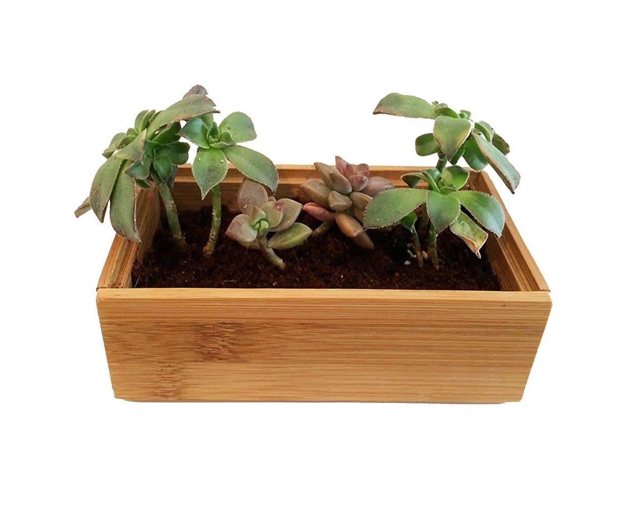 Bamboo Planter for Succulents: Mini Wooden Bamboo Rectangular Planter (3x6 Inches)