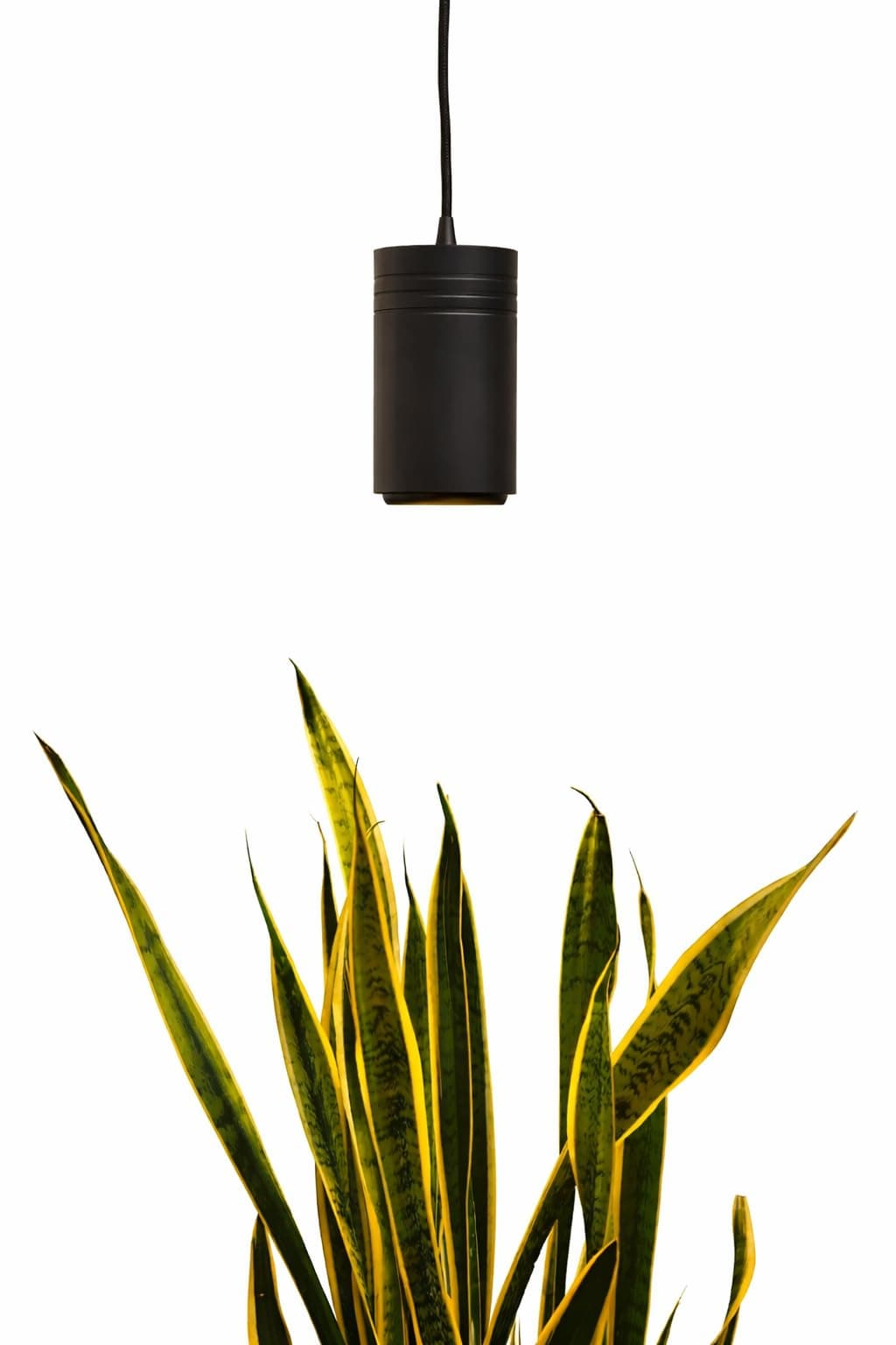 Aspect Large Black Luxury LED Grow Light – for Medium and Large Plants New Large White Luxury LED Grow Light – for Medium and Large Plants