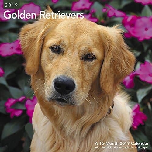 Golden Retrievers Wall Calendar (2019)