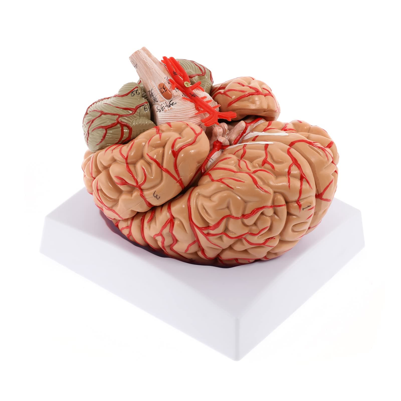 WICHEMI Human Brain Model - 8-Part Life Size Anatomical Model with Color-Coded Artery, Display Base for Science Classroom Study & Display
