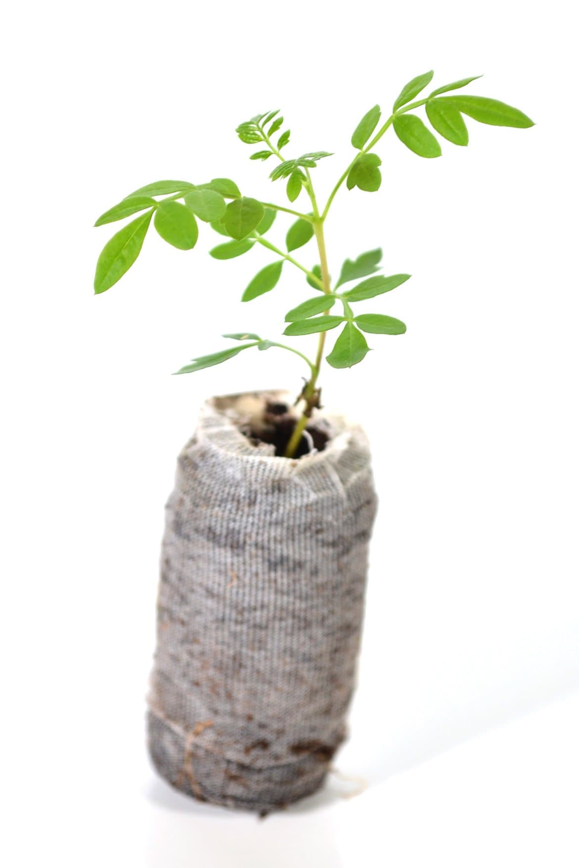 Blue Jacaranda Trees - Jacaranda mimosifolia - Starter Plug (See State Restrictions)