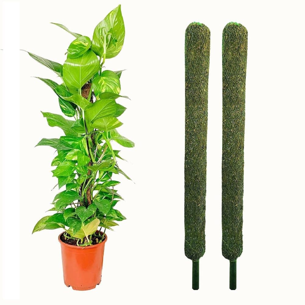 Plant Support Moss Stick- Green Grass Pole for Plants Support, Support Stick for Money Plant, Climbing Indoor Plants(3 ft, Set of 2)