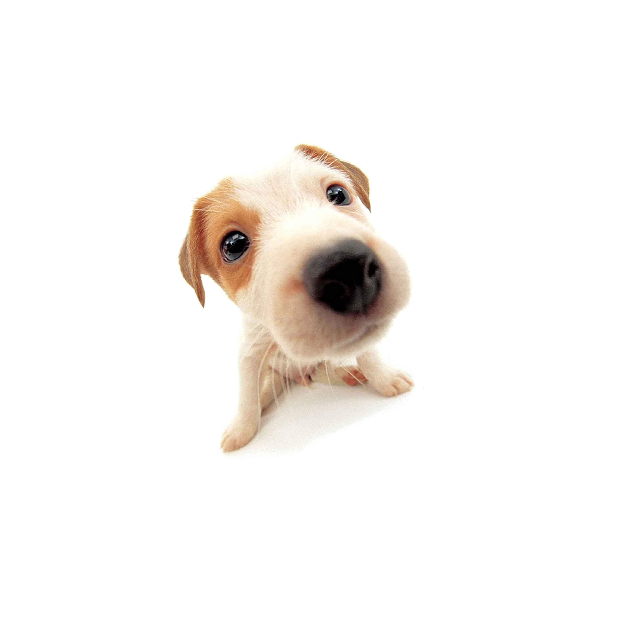 Homiki 30 x 30 cm Elasticated Bungee-Cord Cargo Net Trunk for Bicycle, Car, Motorcycle - Hold Your Helmet or Luggage - with 6 Adjustable Metal Hooks