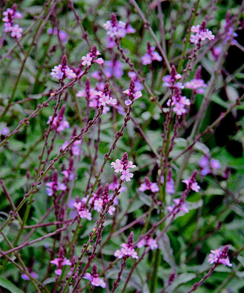 Verbena officinalis ‘Bampton’ 1 x 9cm Pot