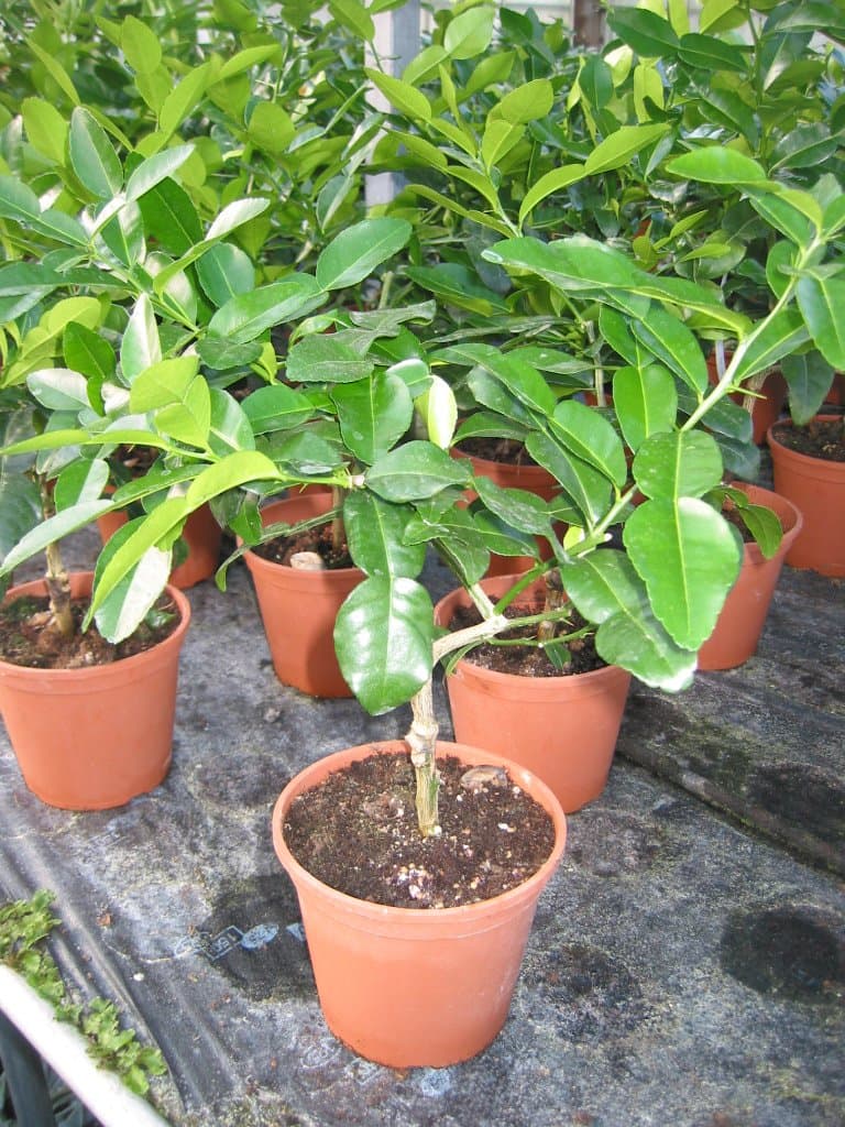 Kaffir Lime - half standard 20cm pot Citrus Hystrix