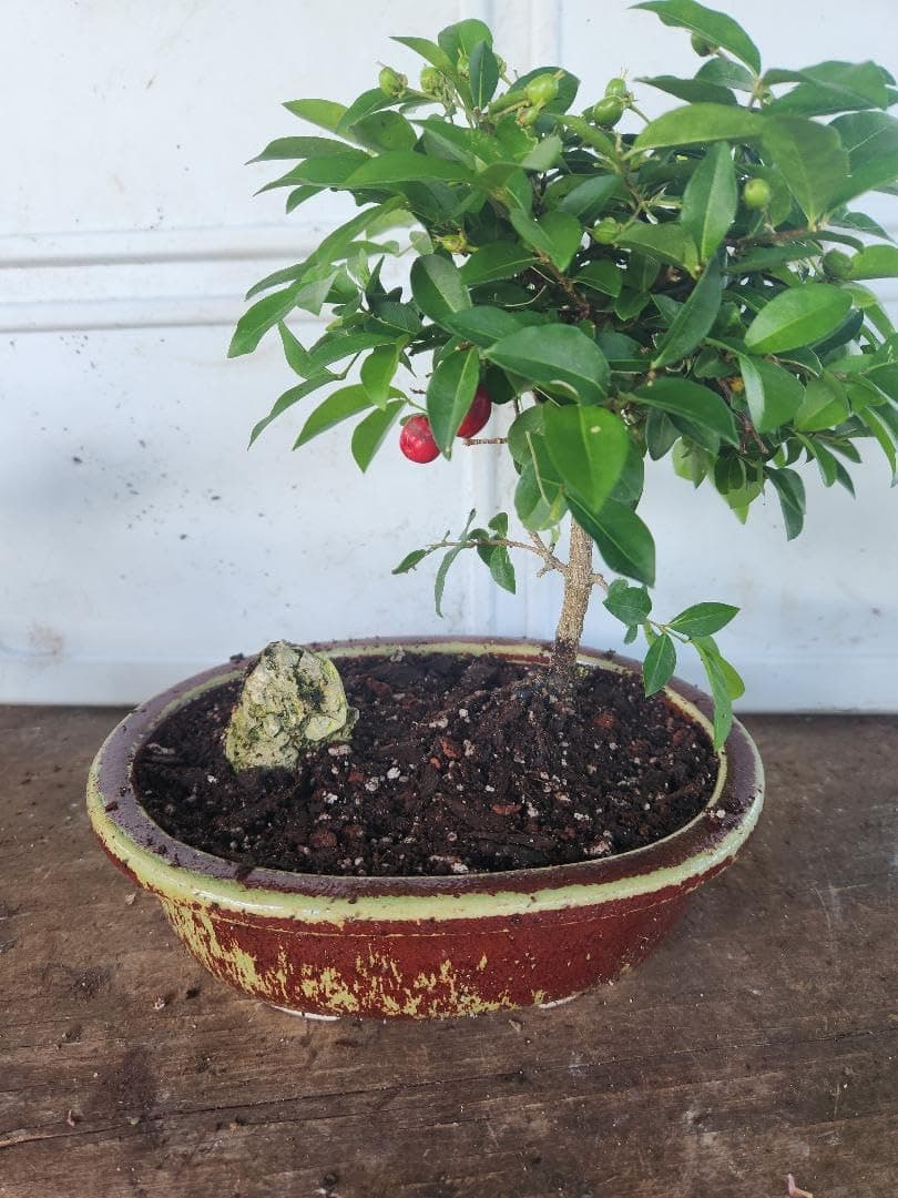 Indoorbonsaiexotics Dwarf Weeping Cherry Beginner Bonsai Tree (Indoors)