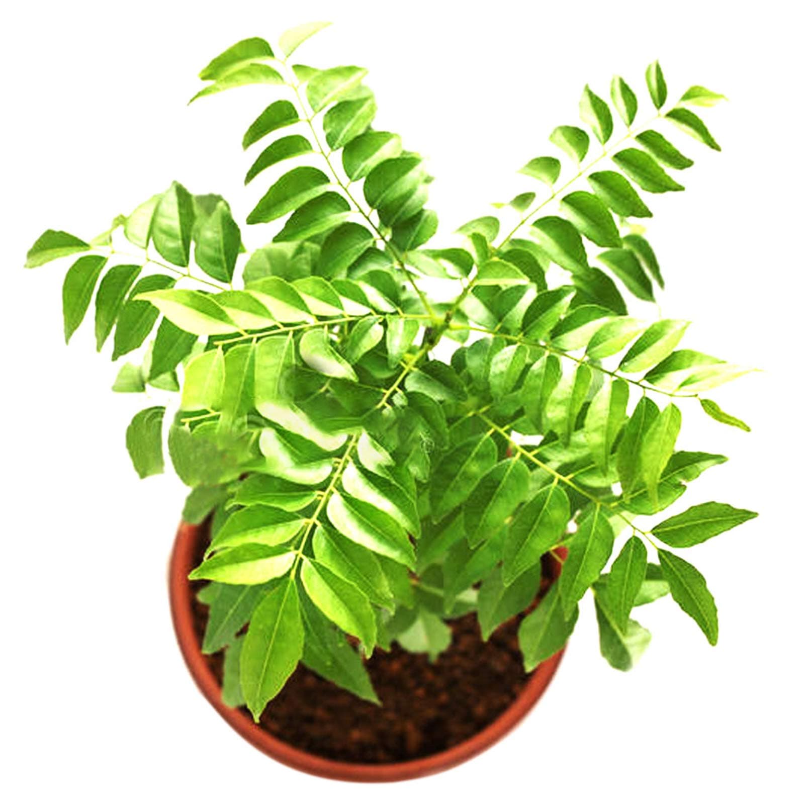 Curry Seeds for Planting, 100 Curry Leaf Tree Seeds Easy to Grow Leaf Plant Indian Spice Flovor Food Seeds Open Pollinated Plants Seeds for Planting for Indoor or Outdoor Garden 100 Curry Seeds