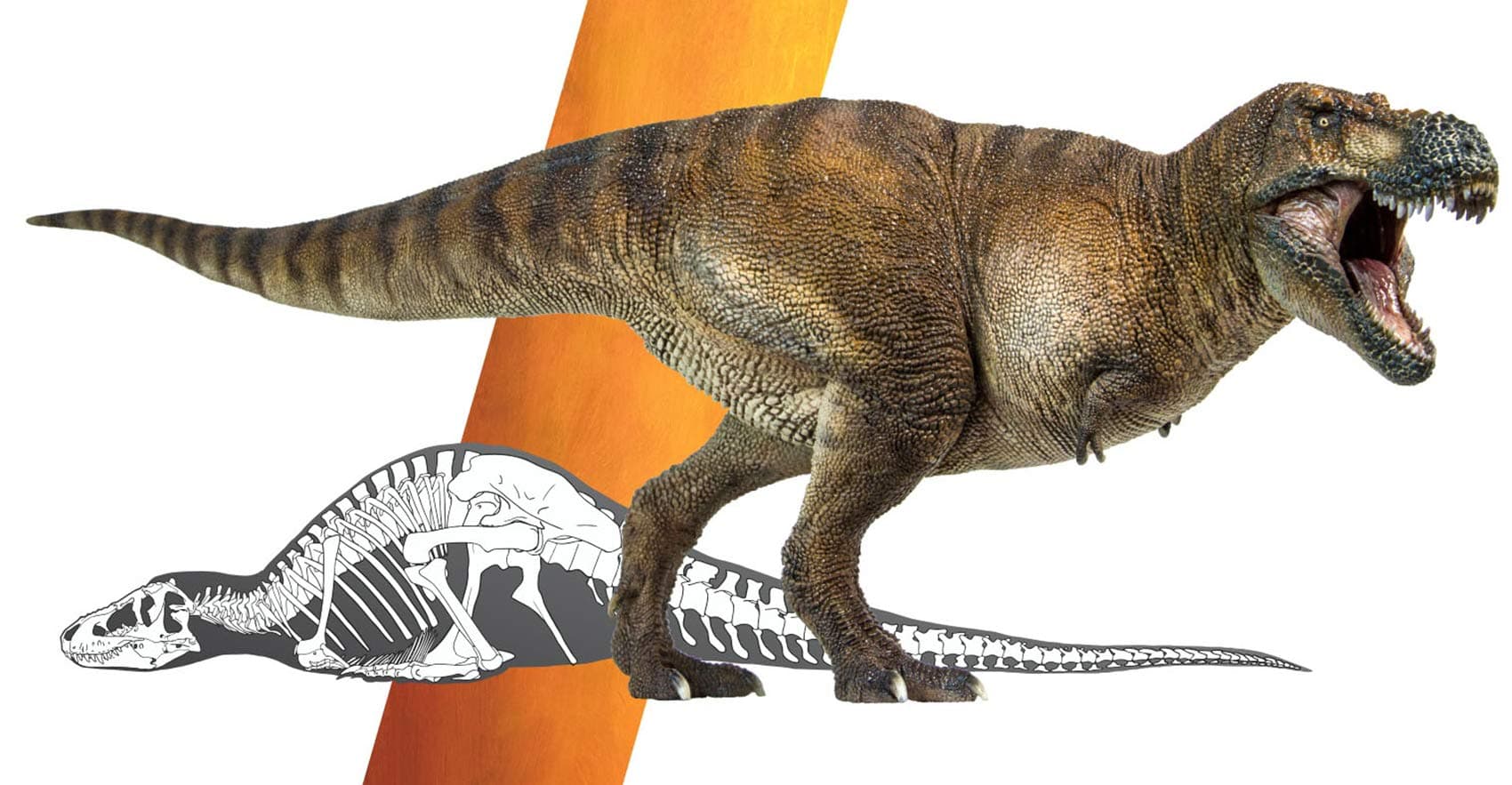 Tyrannosaurus Rex