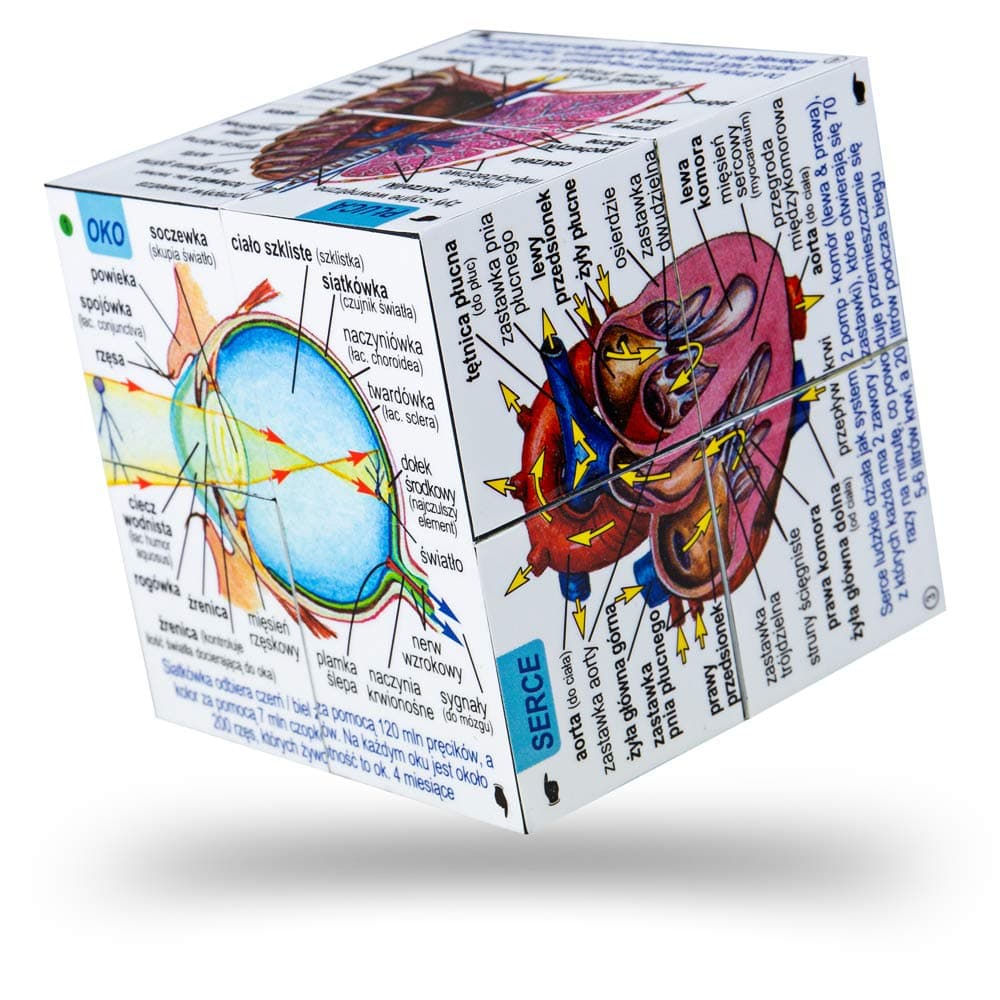 ZooBooKoo POLISH Human Body Systems and Statistics Cubebook - Fold-Out Cube