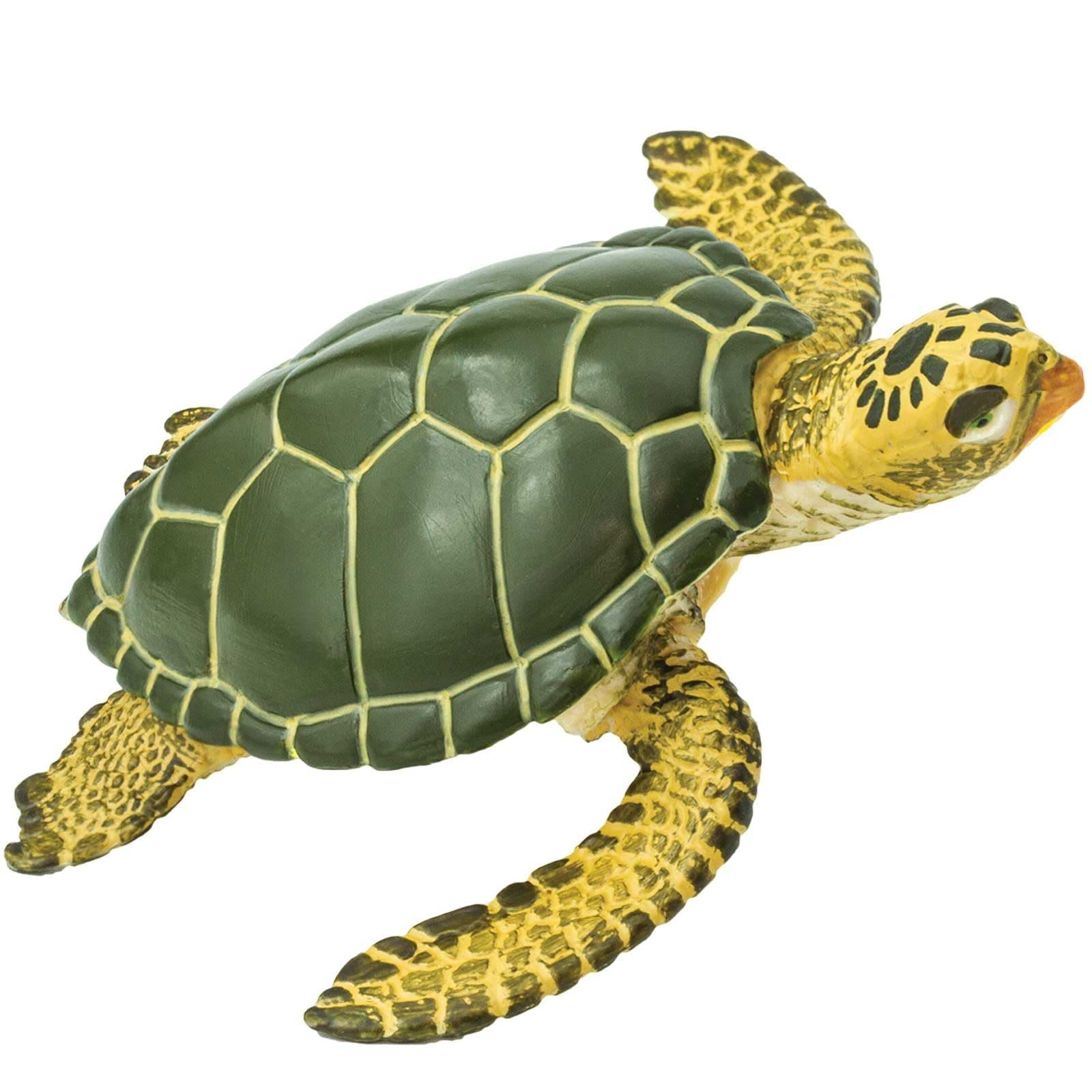 Green Sea Turtle