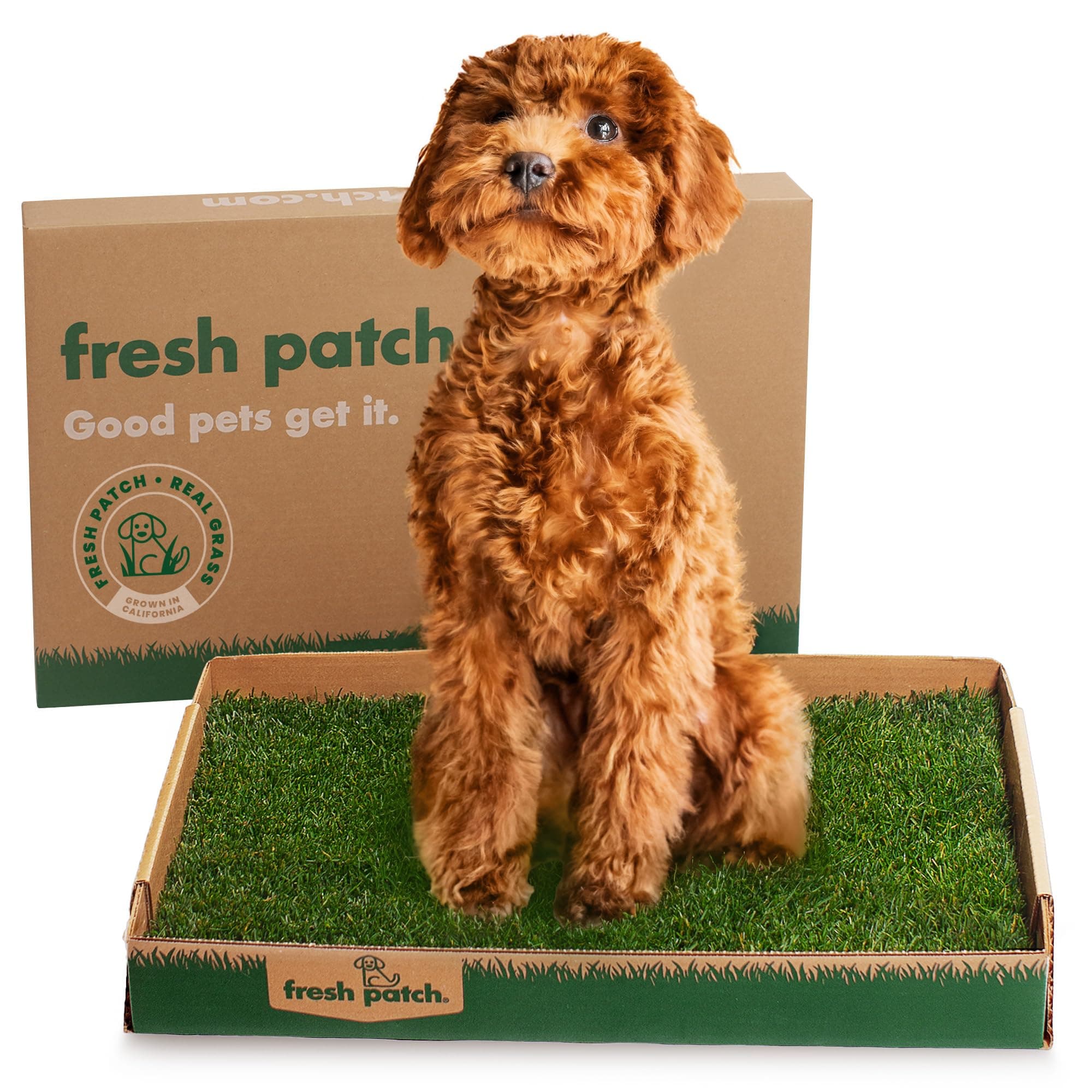 Fresh Patch Real Grass Patch for Dogs, Cats, and Small-Medium Pets Under 15 Pounds – Disposable Pet Grass Pee Pads – Indoor and Outdoor Potty Training Mat (16 Inches x 24 Inches)