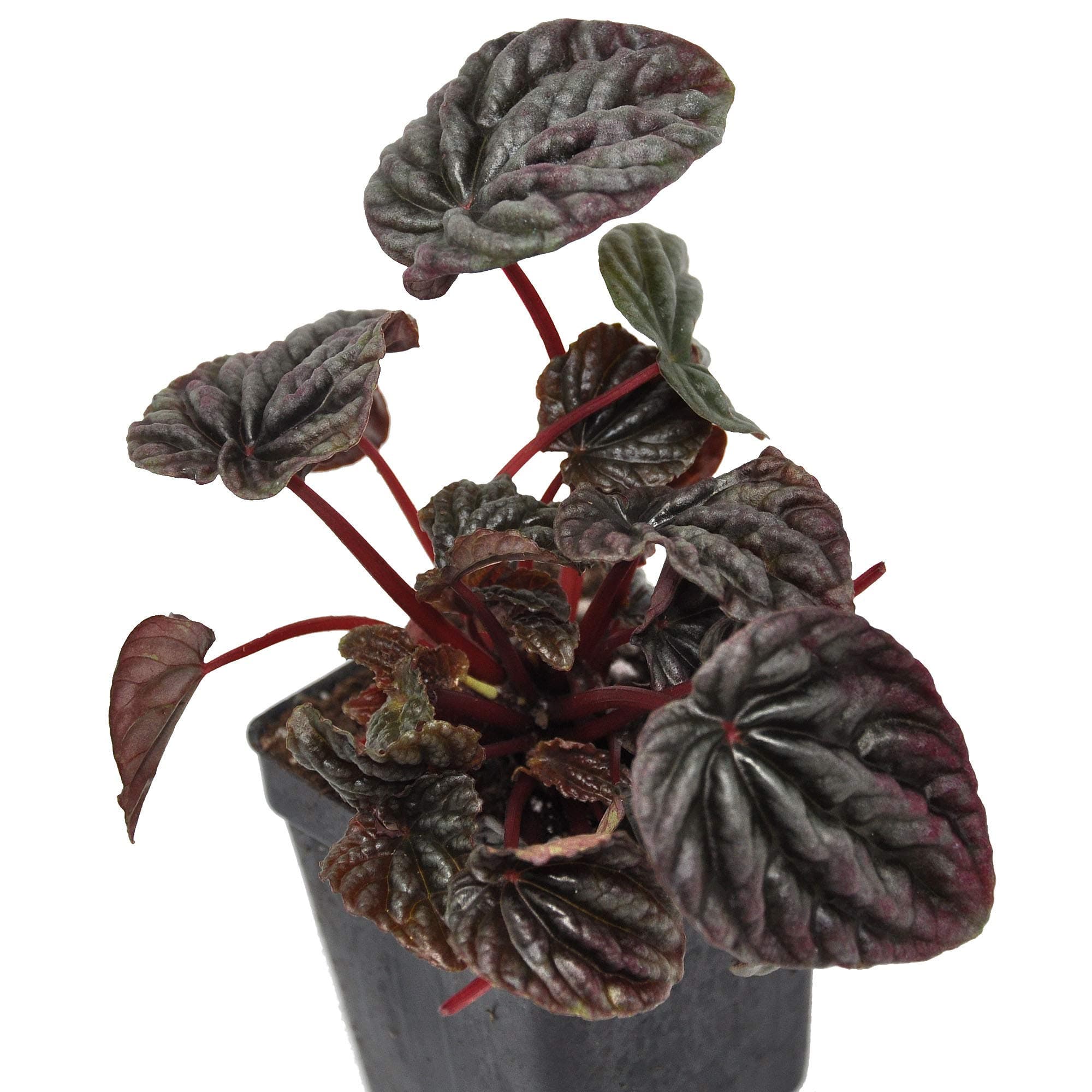 Peperomia caperata, Ripple, 3" (2.6x3.5")