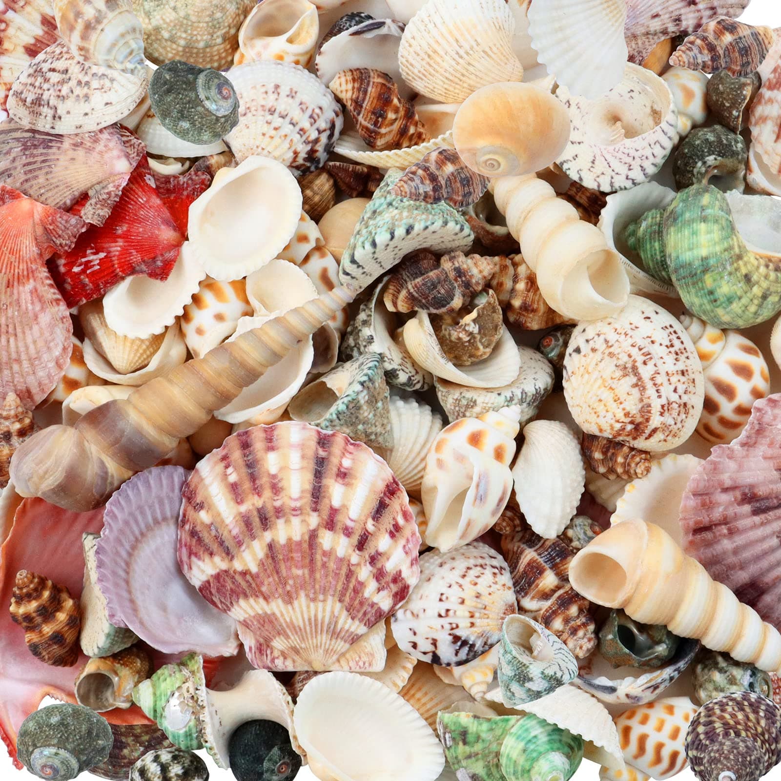 200 Pcs Sea Shells Bulk Mixed Ocean Beach Seashells for Kids, Various Sizes Natural Sea Shell for Crafts, Home Decorations, Beach Theme Party, Wedding Decor, DIY Crafts, Crafting Shells
