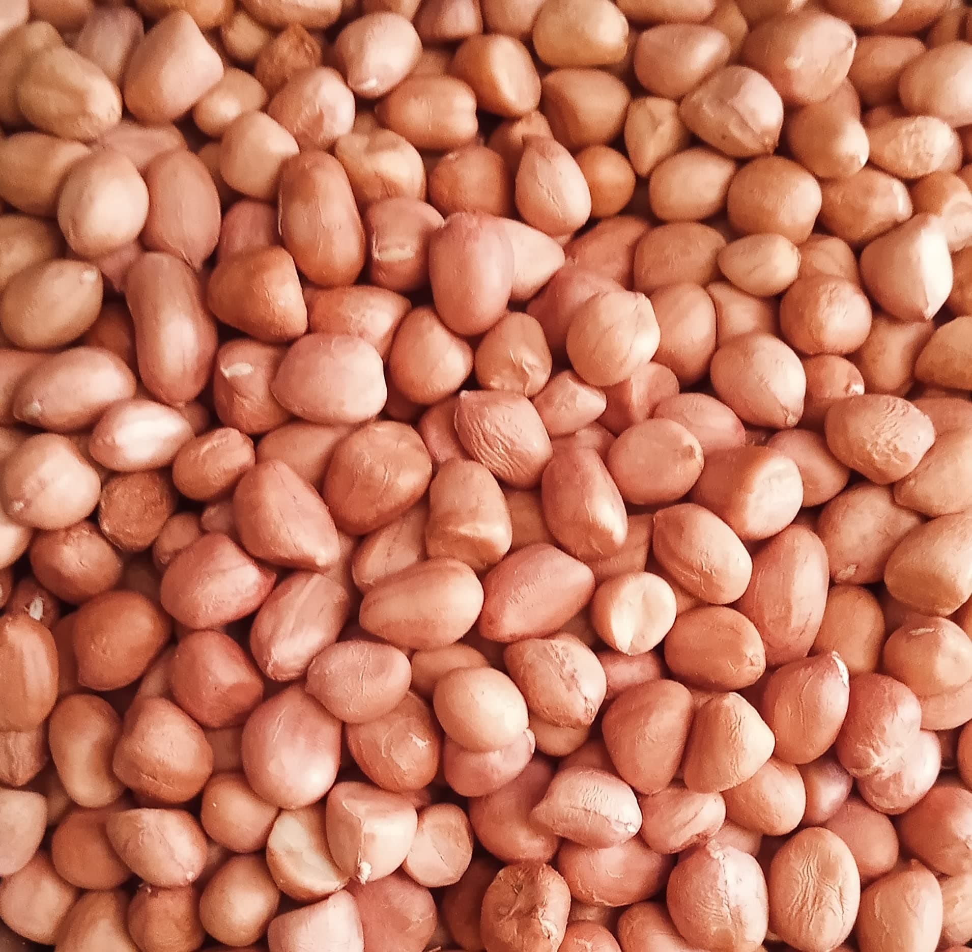 Groundnut - Raw Peanuts - 500gm (kachi mungfali | goober |monkey nut)