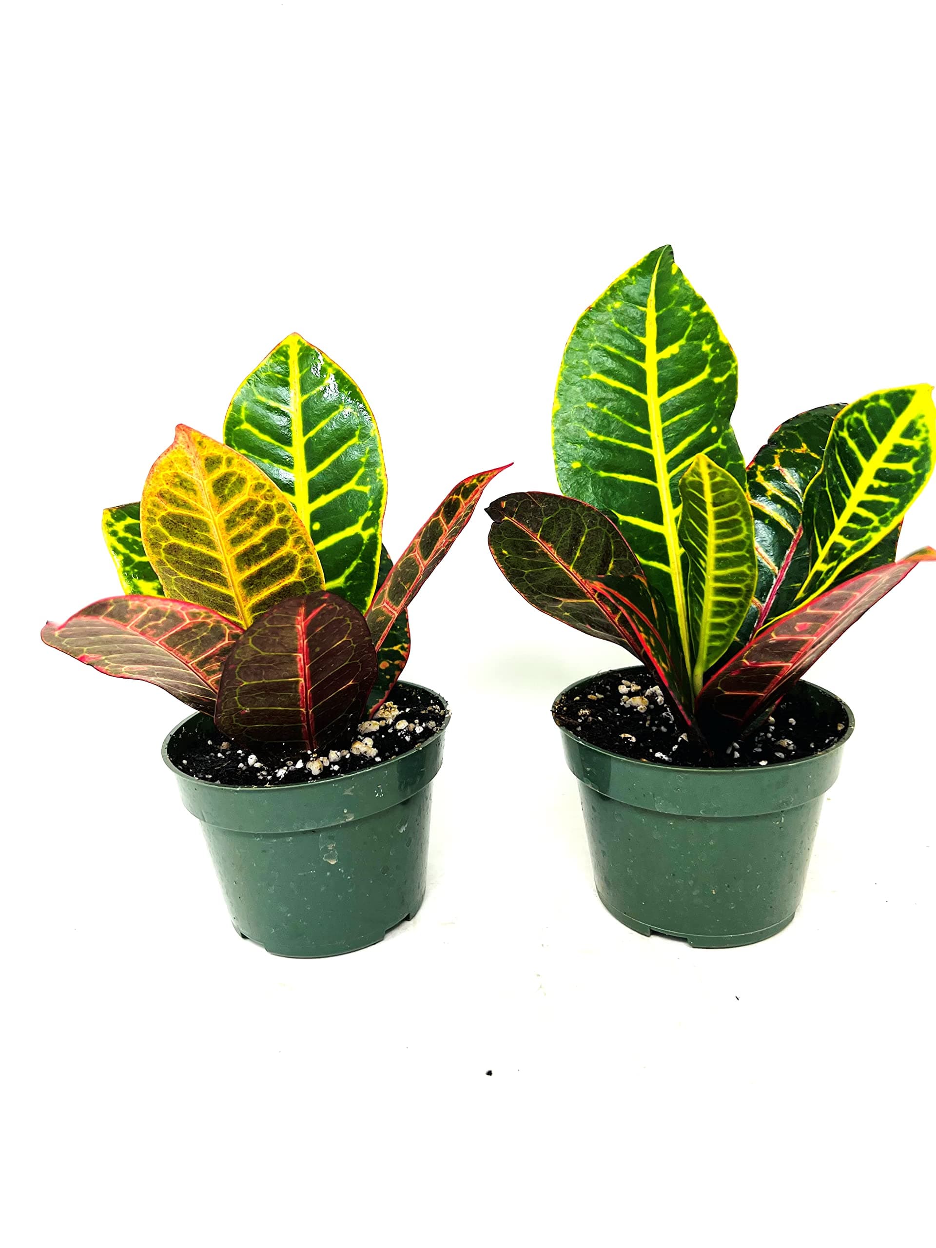 Croton Plant 2PACK 'CODIAEUM VARIEGATUM Petra' 4 inch Pot