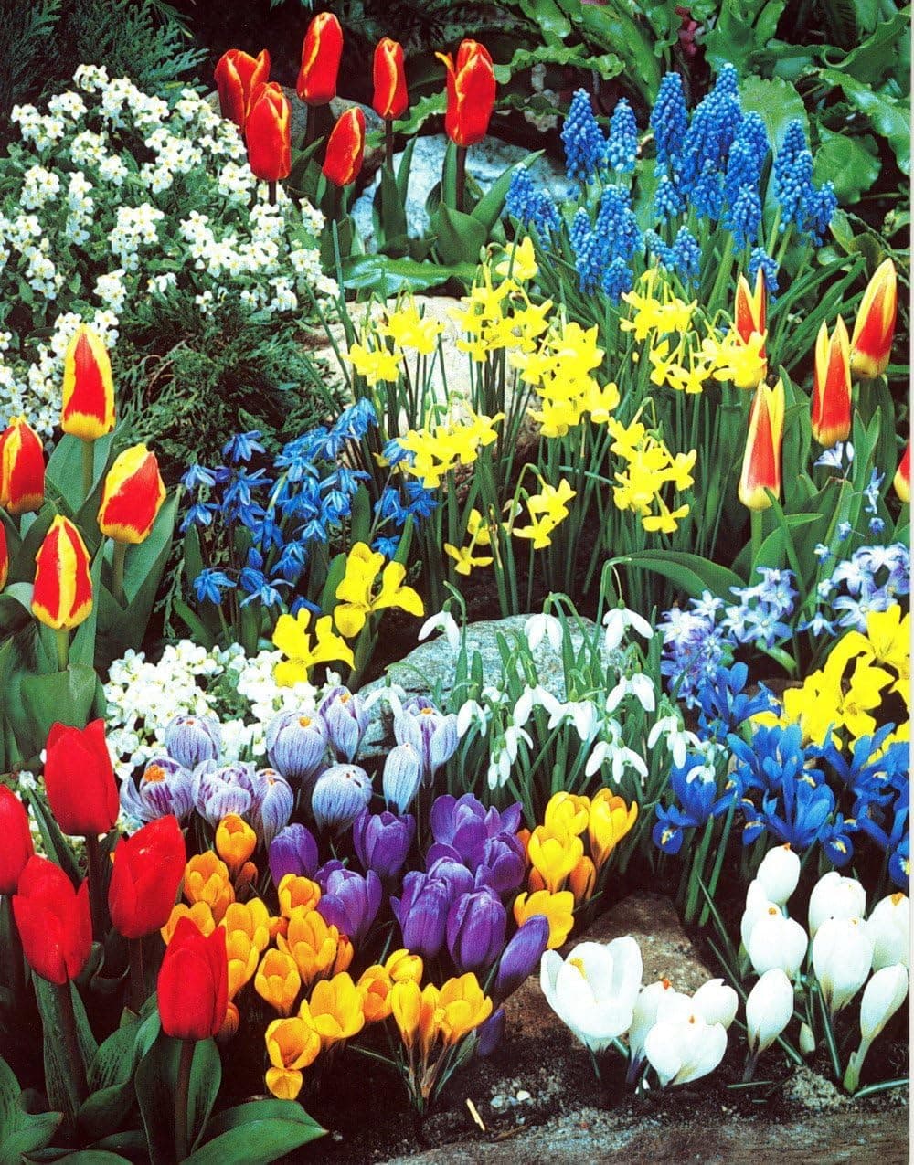Complete Spring and Fall Flower Garden | 50 Fresh Bulbs | Bloom All Spring and Summer, Easy to Grow Flower Bulb, Indoor/Outdoor