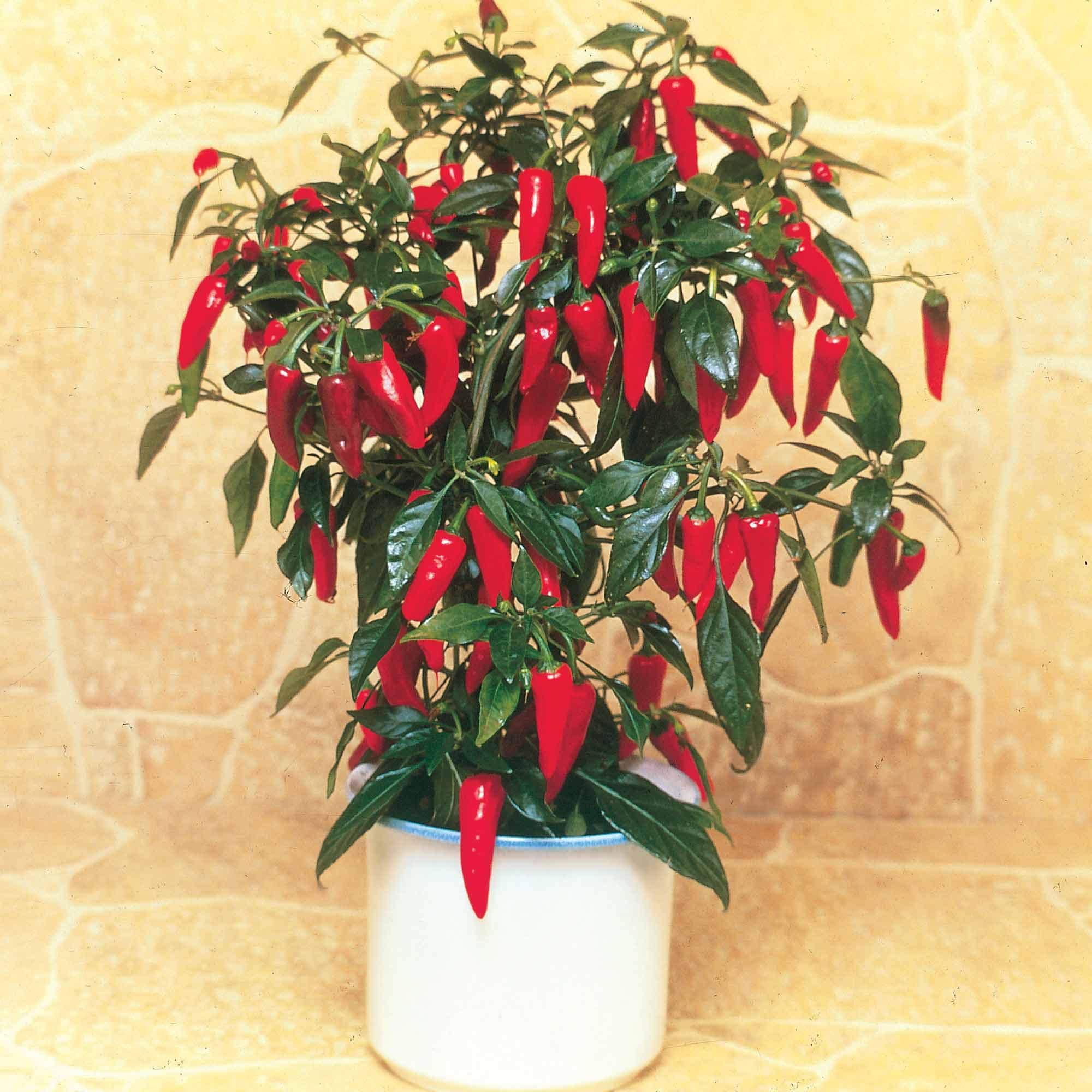 Suttons Chilli Pepper F1 Apache Seeds Vegetable Seeds, Approx. 8 Seeds per Pack, Grow Your own Chilli Pepper Plants from Seed, Ideal for Containers, Beds and Borders, Greenhouses