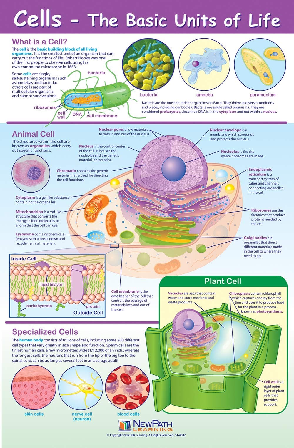 NewPath Learning-34-6101 Cells Poster - Laminated, Full-Color, 23" x 35"
