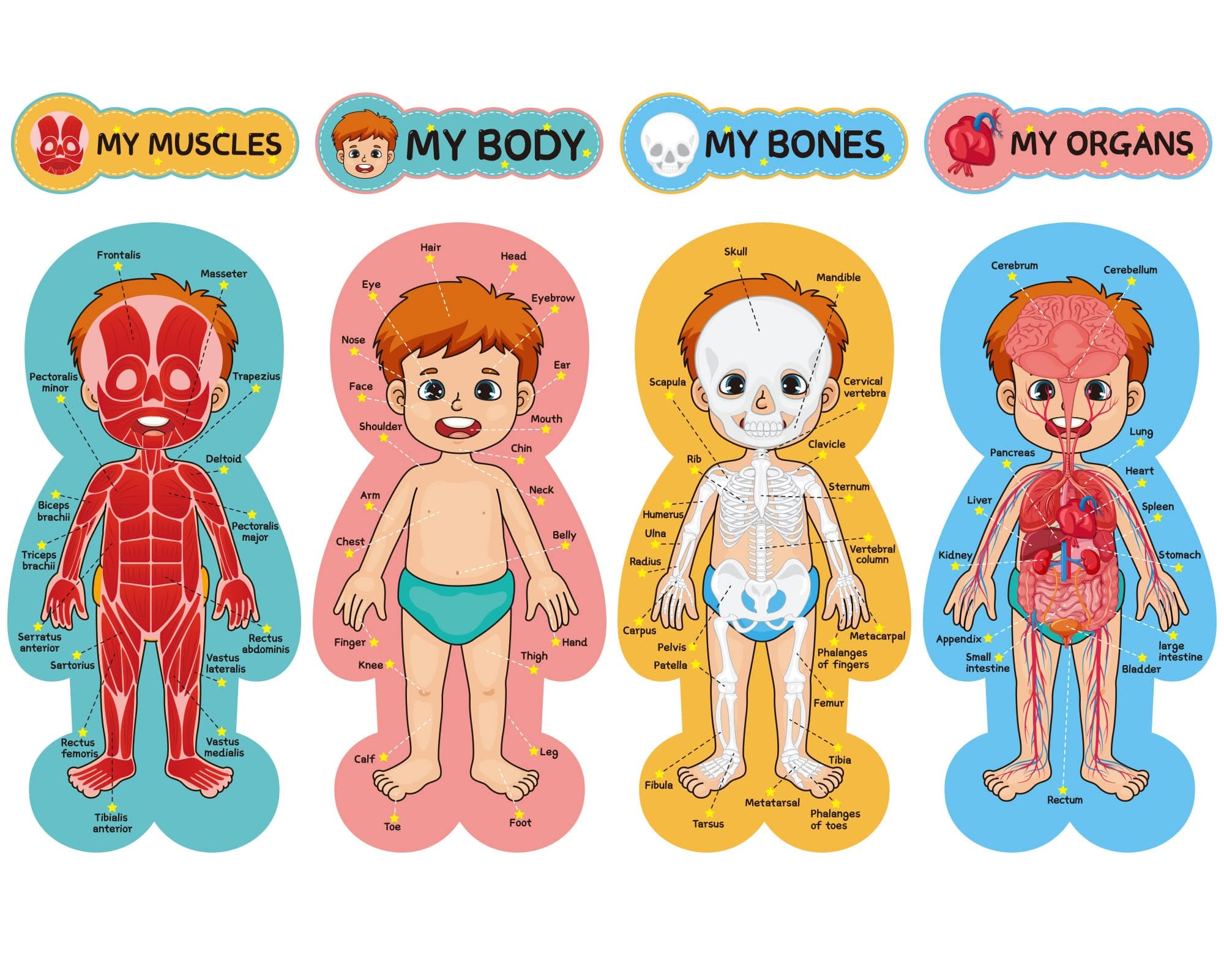 Tevxj Human Body Bulletin Board Set Human Body Educational Learning Posters 11*24 inch Classroom Decor for Teachers Body Parts Learning Chart for School Classroom Bulletin Board Office Decoration