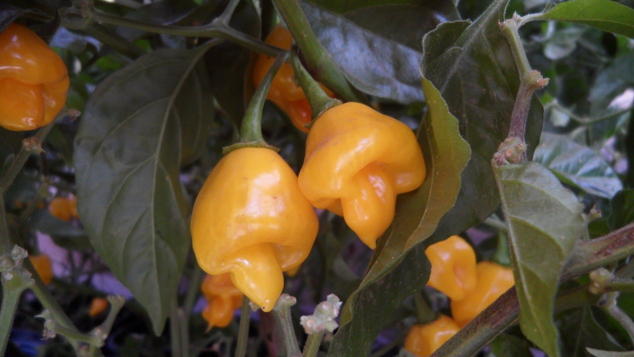 Trinidad Perfume Pepper 10+ Seeds
