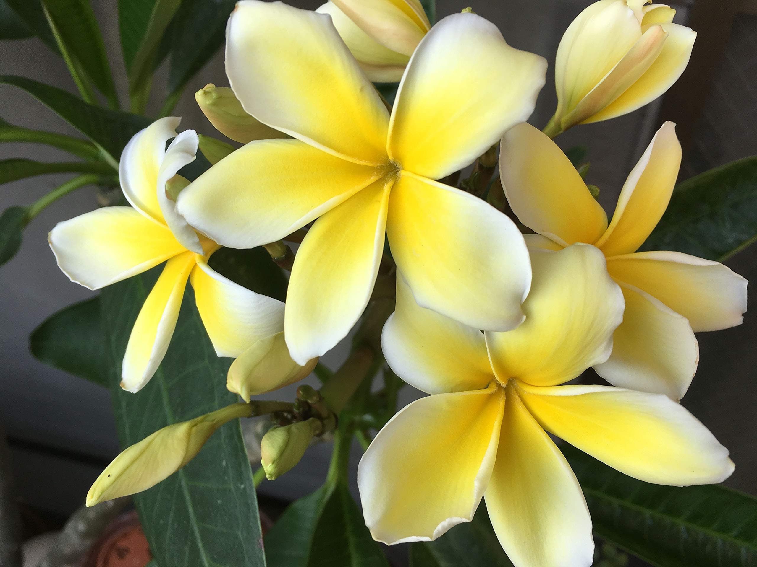 Yellow Plumeria Cutting 1 pack #LL4