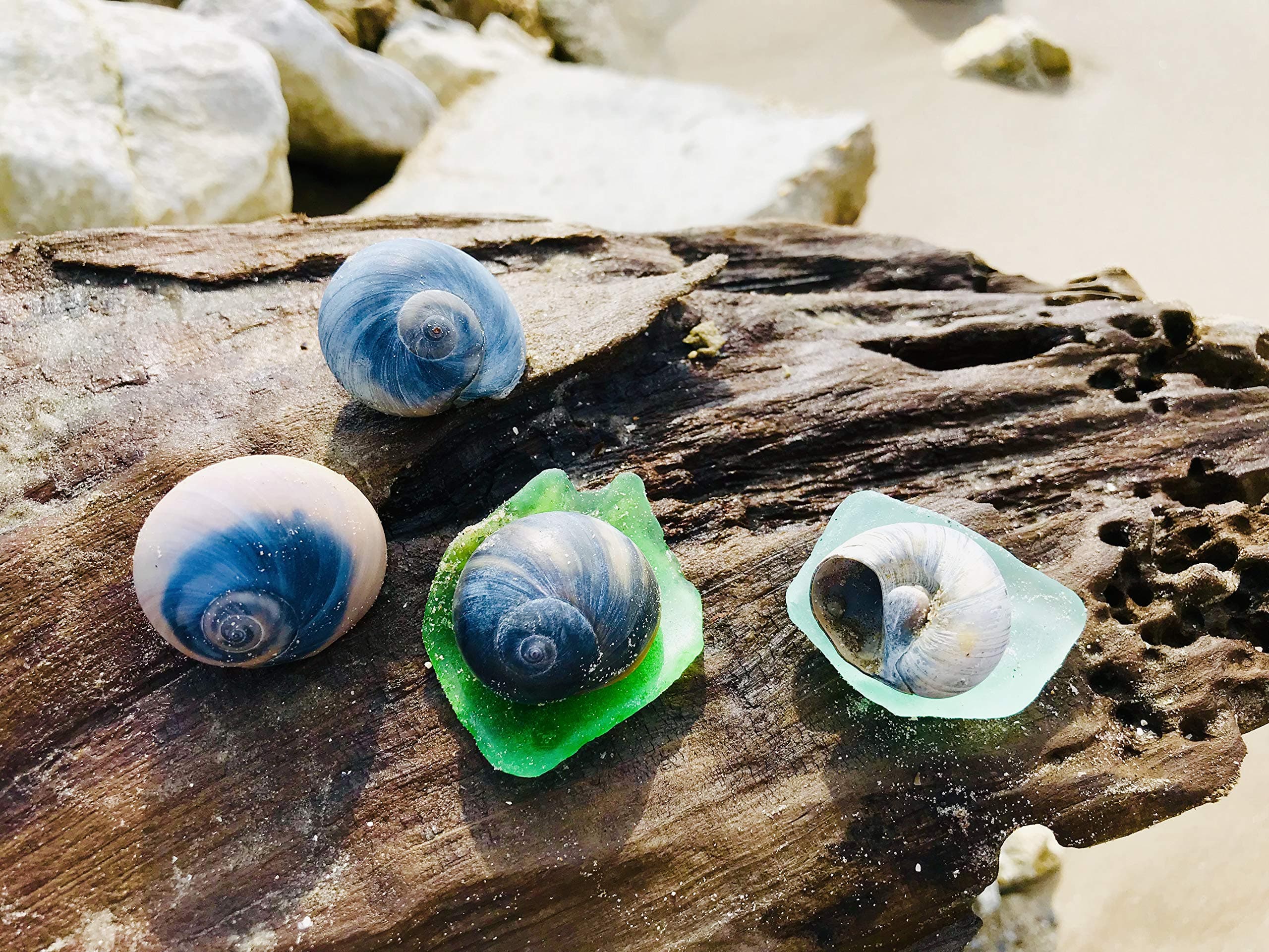 THE OTHER TIDE 4 Hermit Crab Shells - Jurassic MOONshas - Authentic American Naticidae Moon Shells - Colorful Bubble Moon Shells - Collected from Coastal Erosion HOT Zones