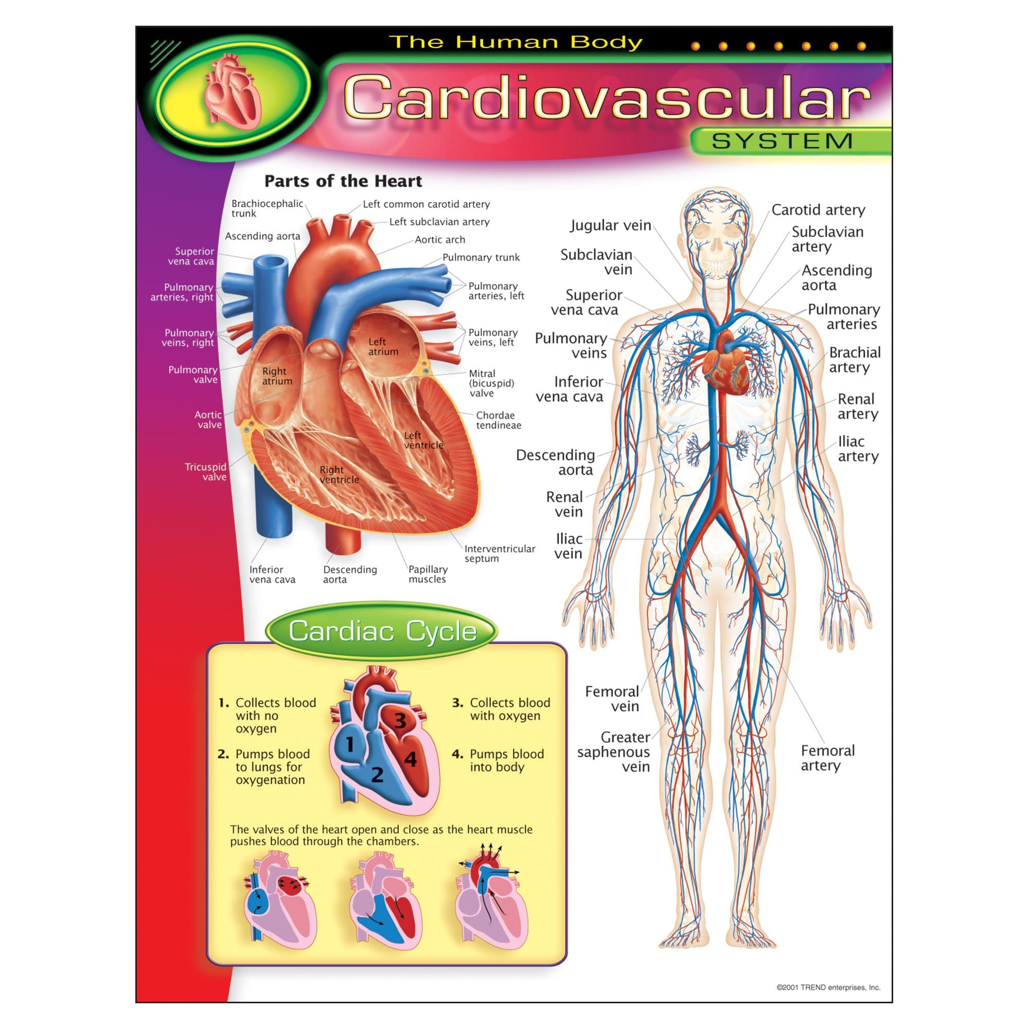 The Human Body–Cardiovascular System Learning Chart