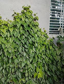 Pan Betel Leaf (Piper betle) Live Plant || Banarasi Maghai Paan || Meetha Paan || Sweet Paan Rare Healthy Live Plant, Medicinal Herb Pack of 10 for Home Garden and Terrace